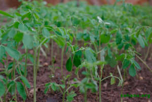 ECHO's seeds are growing well in Mdagascar