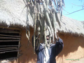 Harvesting Moringa oleifera seeds in Madagascar