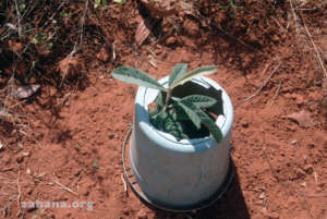 Watching our for the young tree