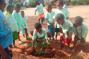 Planting the Moringa seedling with water bucket