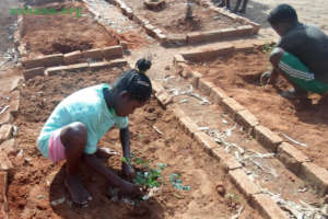 Two Moringa seedlings being palnted