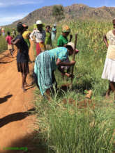 Planting tree to line the road with shade