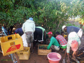 Getting the seedlings ready for the bicycle trip