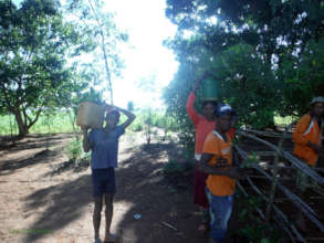 Tree seedlings on their way back to be planted