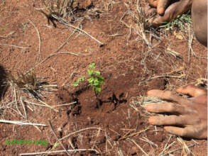 Baby trees start small