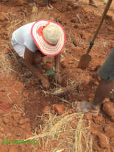 Tree planting with the start of the rainy season