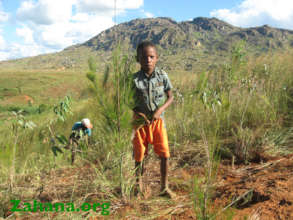 Reforestation in FIadanana - the soccer club trees