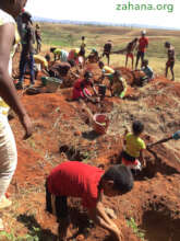 Planting trees in the preped soil