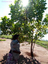 A tree planted next to the school