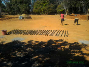 Seedballs drying in the sunshine