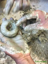 Seed ball in all ist glory