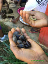 Endemic tree and coffee seeds for seed balls