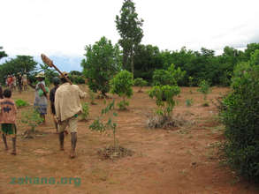 Reforestation near the school