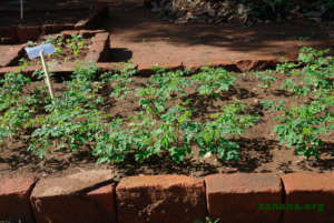 The gardener growing many moringa seedlings