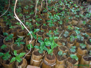 Biodegredable tree seedling containers