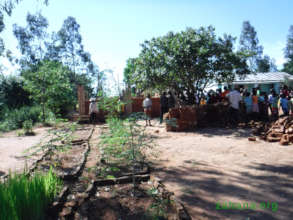 New moringa trees growing