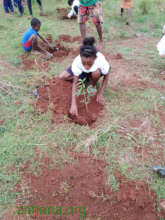 Planting more trees