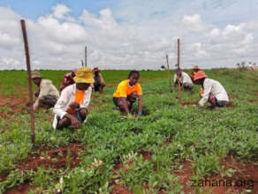 Reforestation as part of Christmas celebrartions