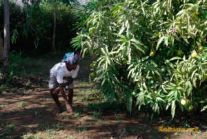 The mango tress growing in the school yard