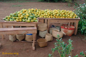 Mango bounty and home harvest made baskets