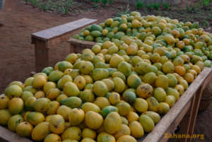Harvested ripe mangos ready to be shared