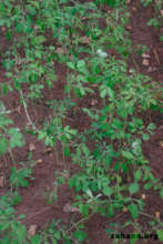 Close-up of the morings seedlings