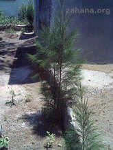 Ironwood seedling at the hospital