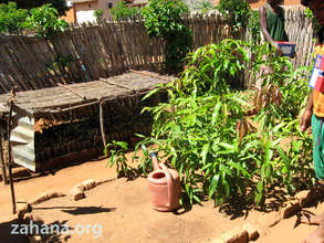Mango seedlings and new seedling in the background
