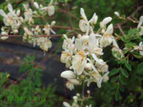 Moringa flowers on the tree