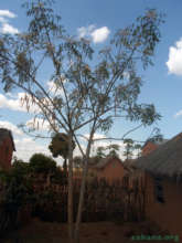 A Moringa oleifera tree in the village