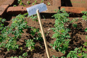 Planting Moringa oleifera (2016)