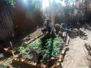 Moringa oleifera seedlings