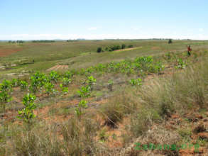 Bary's new forest to be