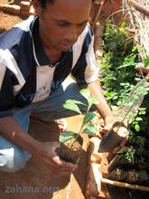 Growing seedlings in Fiadanana