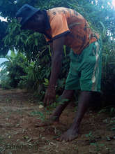 A very your tree seedling just planted