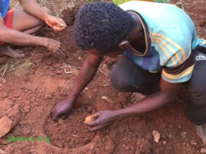 Planting Potatoes