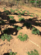 A field of potatoes