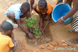 Reforestation in the school yard in Madagascar
