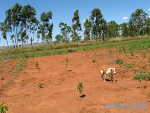 New trees at our second school