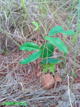 Seedball sprouting and looking promising