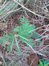 Seedball sprouting during rainy season April 2022