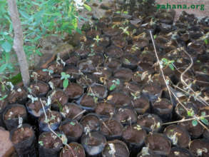 Seedlings grown in plastic bags