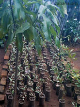 Seedlings in the nursery