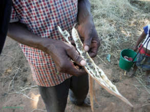 Moringa oleifera seeds in the pod in Madagascar