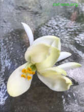 Moringa flower close up