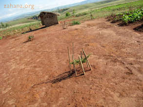 One day there will be a tree covered schoolyard