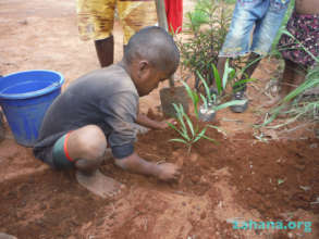 Reforestation by students