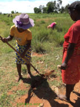 Digging the hole to plant the tree