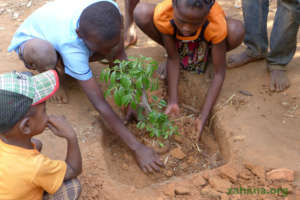 Planting the lychee tree seedling in school yard