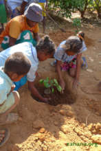 Planting the citrus tree seedling